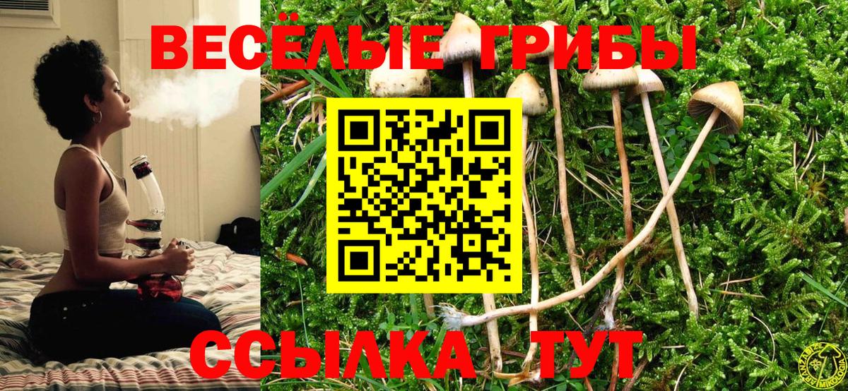 Псилоцибиновые грибы прущие грибы  Галлюциногенные грибы мицелий  Горно-Алтайск 